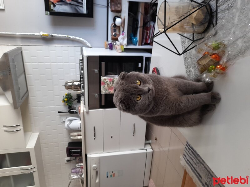 Scottish Fold, Kedi  Waffel fotoğrafı