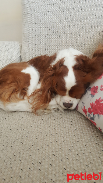 Cavalier King Charles Spanieli, Köpek  Ruzgar fotoğrafı
