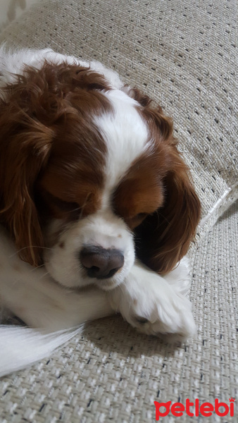 Cavalier King Charles Spanieli, Köpek  Ruzgar fotoğrafı