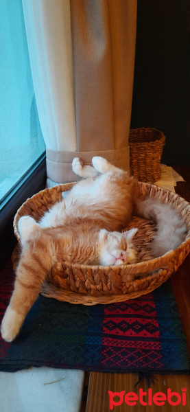 Sarman, Kedi  Sofya fotoğrafı