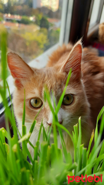 Sarman, Kedi  Sofya fotoğrafı