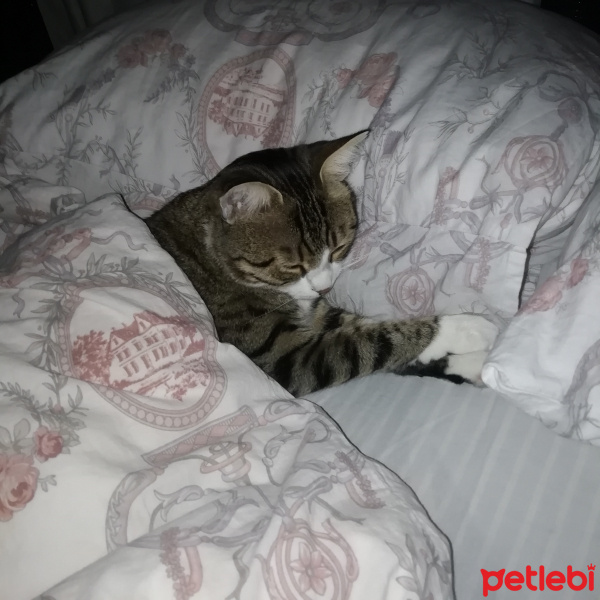 Tekir Kedi, Kedi  Dolly fotoğrafı