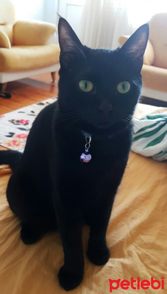 Bombay, Kedi  Jager fotoğrafı