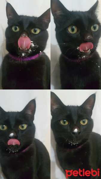 Bombay, Kedi  Jager fotoğrafı