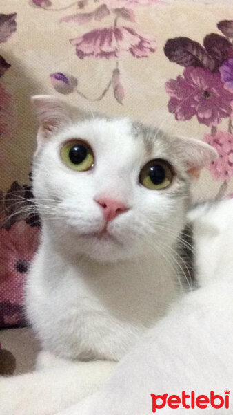 Scottish Fold, Kedi  Elsa fotoğrafı