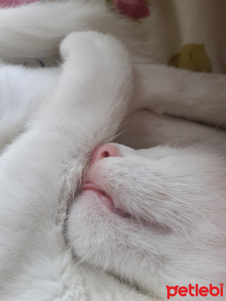 Van Kedisi, Kedi  Pamuk fotoğrafı