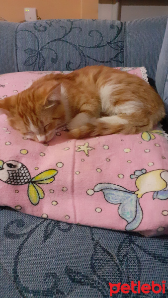 Tekir Kedi, Kedi  Darwin fotoğrafı