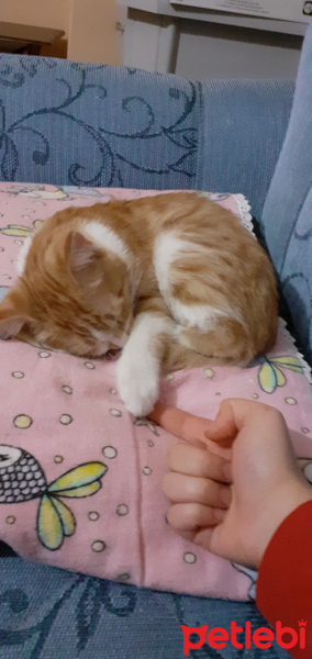 Tekir Kedi, Kedi  Darwin fotoğrafı