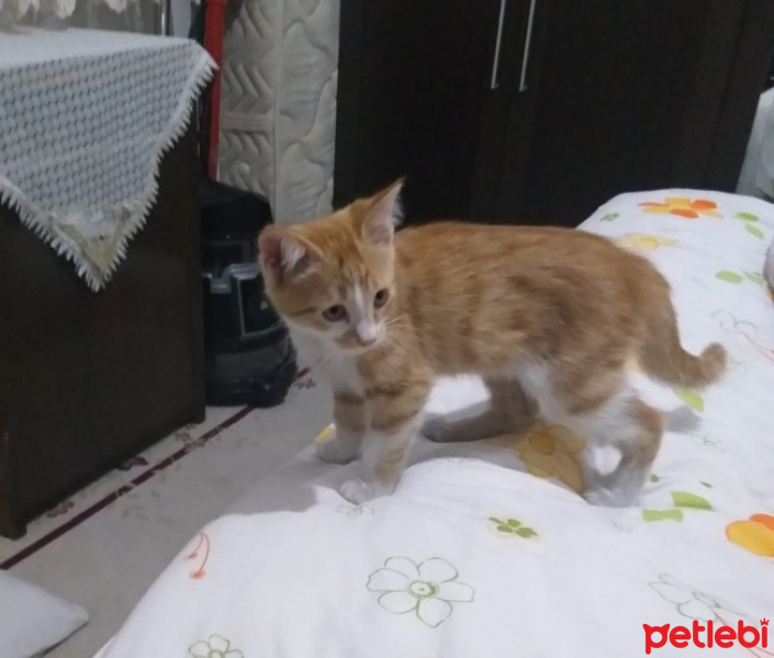 Tekir Kedi, Kedi  Darwin fotoğrafı