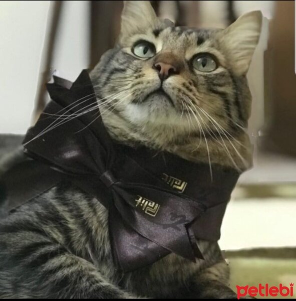 Tekir Kedi, Kedi  Duman fotoğrafı