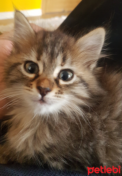 Maine Coon, Kedi  Pappi fotoğrafı