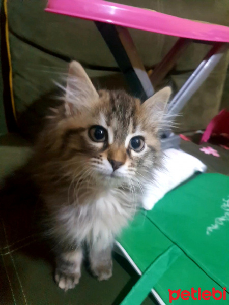 Maine Coon, Kedi  Pappi fotoğrafı