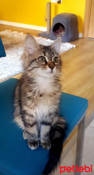 Maine Coon, Kedi  Pappi fotoğrafı