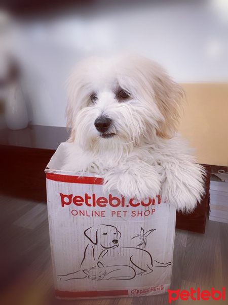 Maltese, Köpek  Leo fotoğrafı