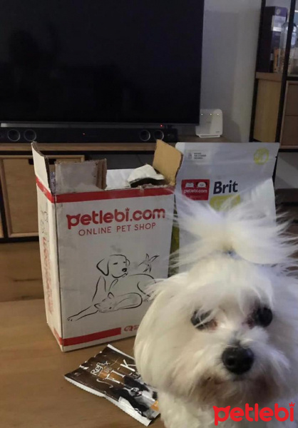 Maltese, Köpek  Akira fotoğrafı