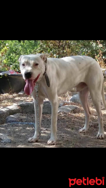 Amerikan Pitbull Terrier, Köpek  Lusi fotoğrafı