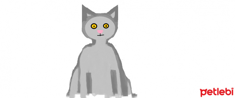 British Shorthair, Kedi  mia fotoğrafı