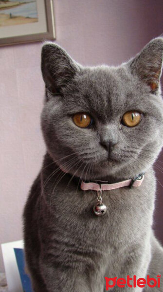 British Shorthair, Kedi  zeze fotoğrafı