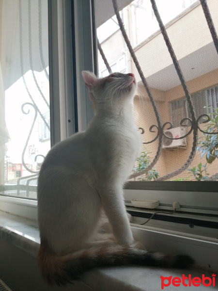 Van Kedisi, Kedi  Daisy fotoğrafı