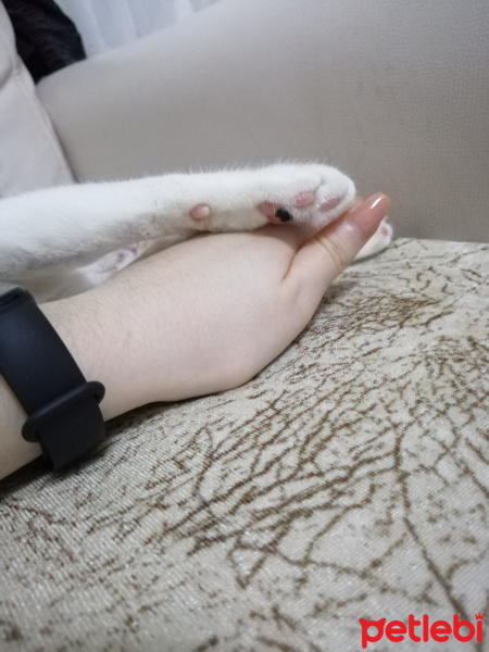 Van Kedisi, Kedi  Daisy fotoğrafı