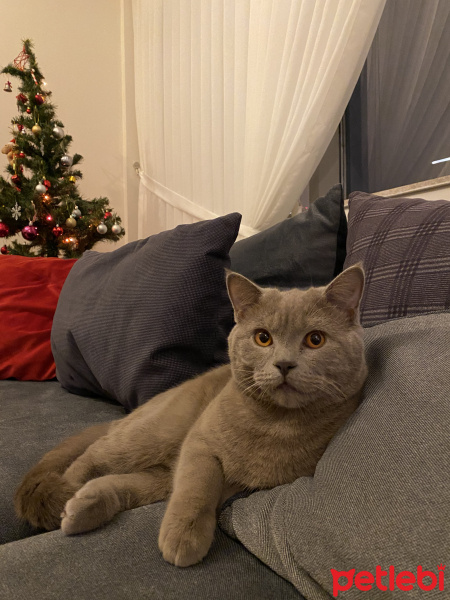 British Shorthair, Kedi  Bobo fotoğrafı