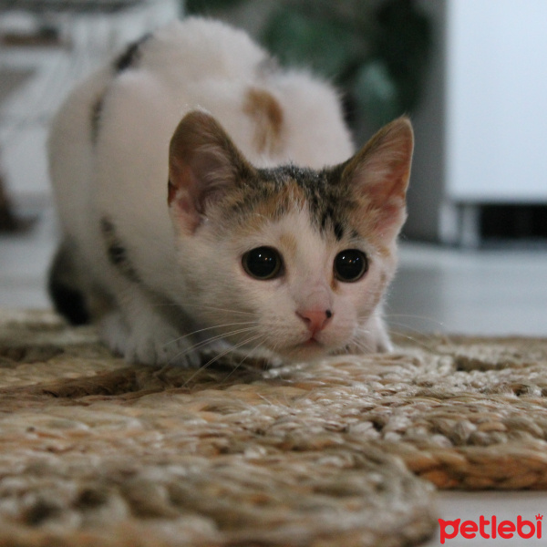 Tekir Kedi, Kedi  Mişi fotoğrafı