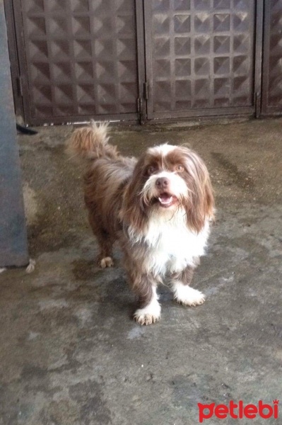 Shih Tzu, Köpek  Mex fotoğrafı