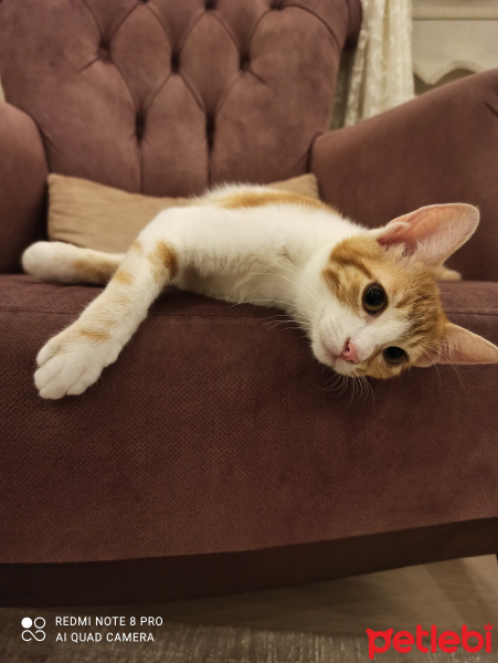 Sarman, Kedi  Tarçın fotoğrafı