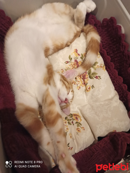 Sarman, Kedi  Tarçın fotoğrafı