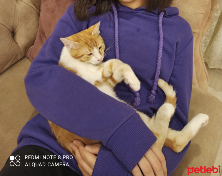 Sarman, Kedi  Tarçın fotoğrafı
