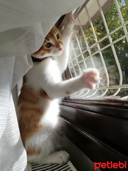 Tekir Kedi, Kedi  Lokum fotoğrafı