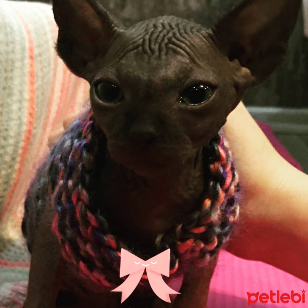 Sphynx, Kedi  Romeo fotoğrafı