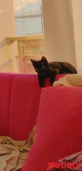 Bombay, Kedi  Simba fotoğrafı