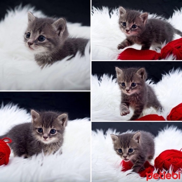 Tekir Kedi, Kedi  Miya fotoğrafı