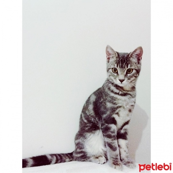 Tekir Kedi, Kedi  Miya fotoğrafı