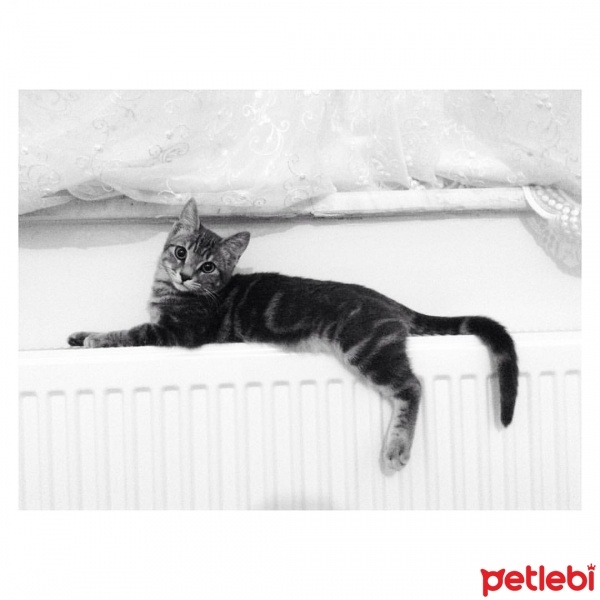 Tekir Kedi, Kedi  Miya fotoğrafı