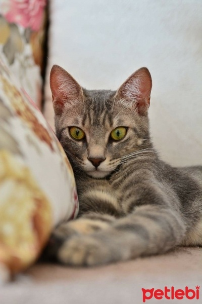 Tekir Kedi, Kedi  Miya fotoğrafı