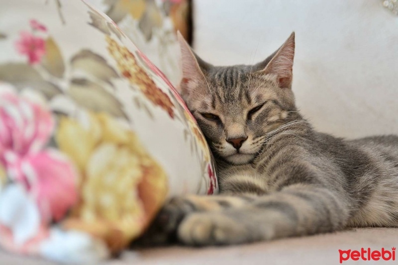 Tekir Kedi, Kedi  Miya fotoğrafı
