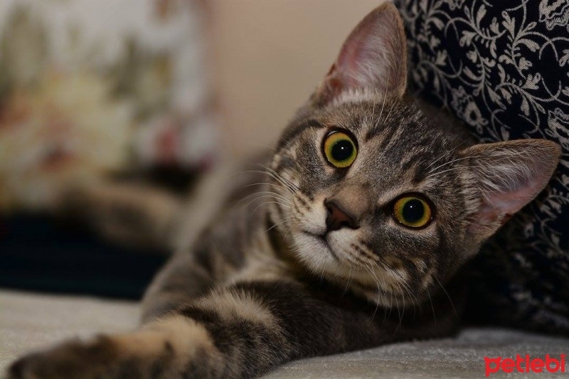 Tekir Kedi, Kedi  Miya fotoğrafı