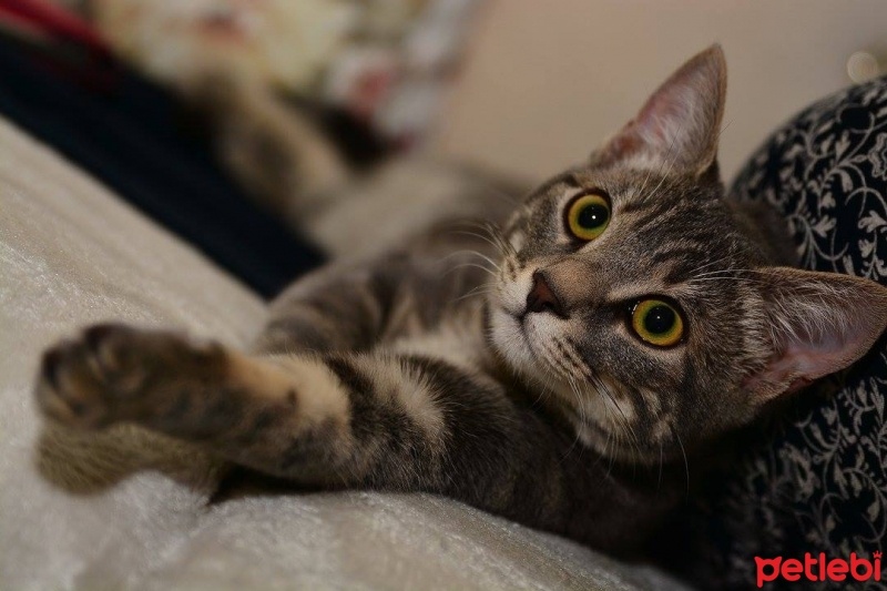 Tekir Kedi, Kedi  Miya fotoğrafı