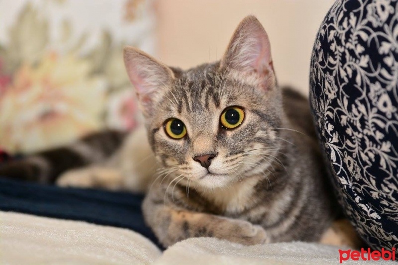 Tekir Kedi, Kedi  Miya fotoğrafı