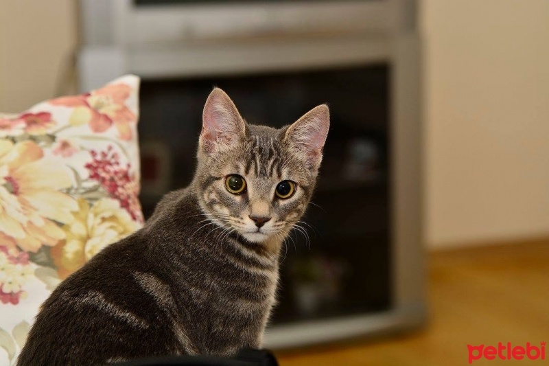 Tekir Kedi, Kedi  Miya fotoğrafı