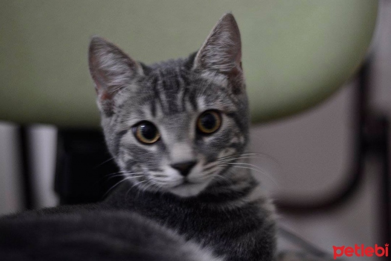 Tekir Kedi, Kedi  Miya fotoğrafı