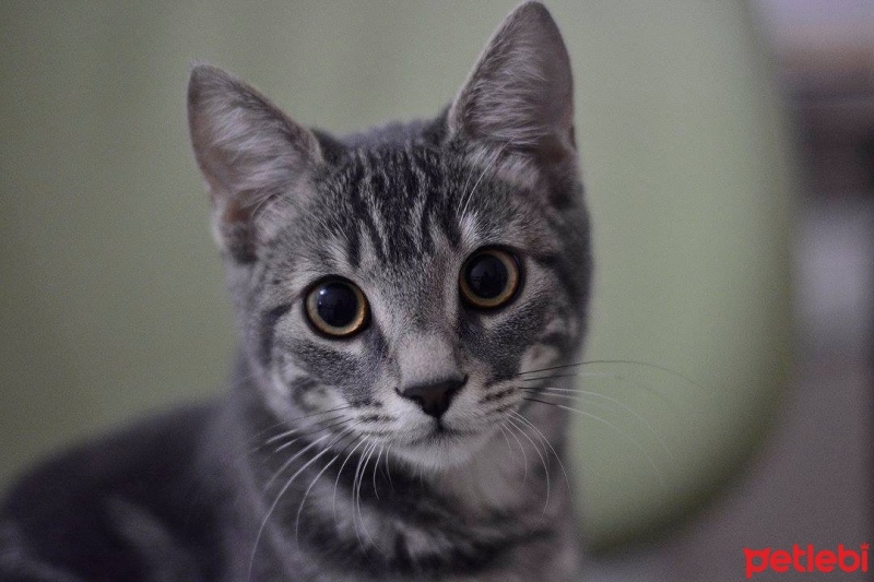 Tekir Kedi, Kedi  Miya fotoğrafı