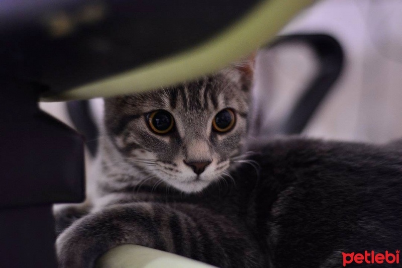 Tekir Kedi, Kedi  Miya fotoğrafı