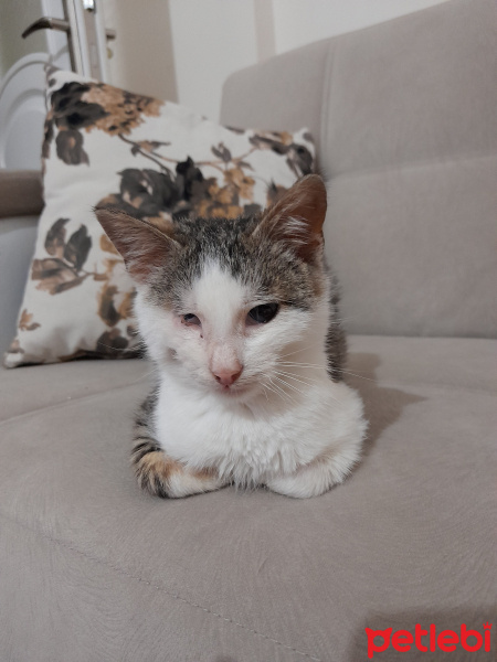 Tekir Kedi, Kedi  Üzüm fotoğrafı