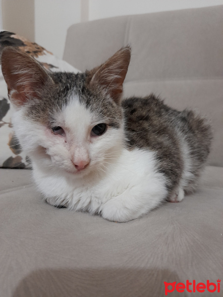 Tekir Kedi, Kedi  Üzüm fotoğrafı