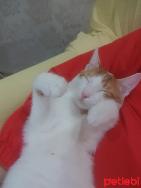 Tekir Kedi, Kedi  Barney fotoğrafı