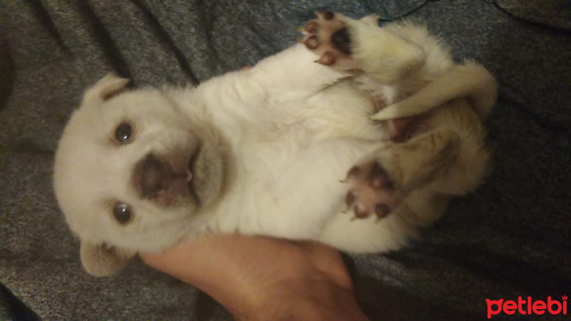 Chihuahua, Köpek  Minik yavrumuza yuva arıyorum fotoğrafı