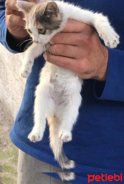 Tekir Kedi, Kedi  Pamuk Vuslat fotoğrafı